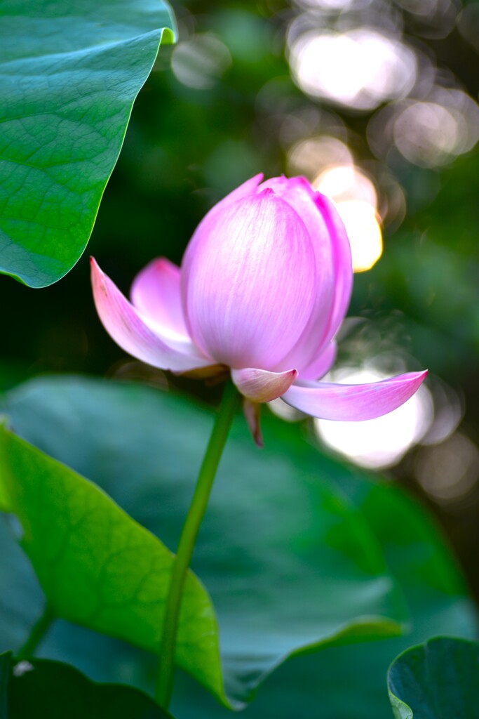 大連ハス咲いた　➂。。。！