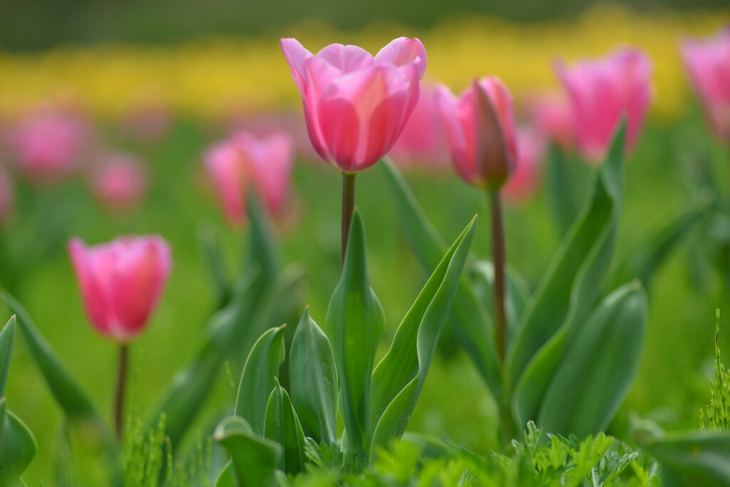 春の讃歌　➂。。。！