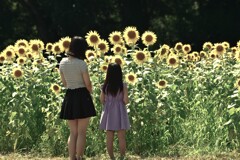 ひまわり畑は元気いっぱい　②。。。！