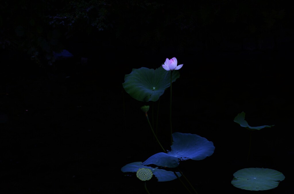 妖艶な華。。。！