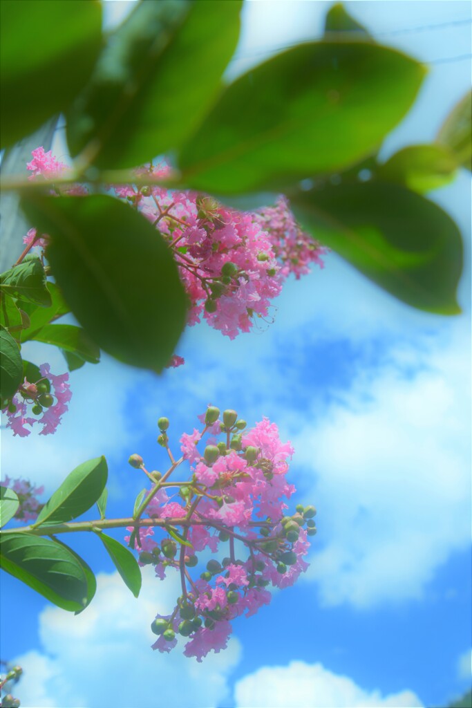 夏花彩華。。。！