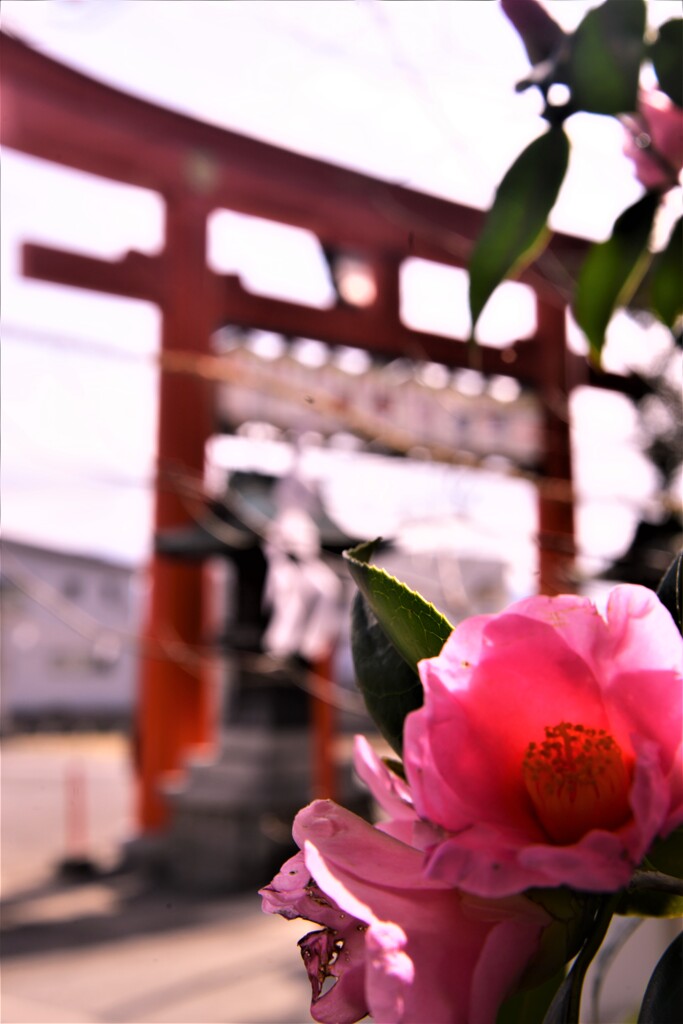 赤鳥居と寒椿　③。。。！