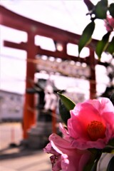 赤鳥居と寒椿　③。。。！