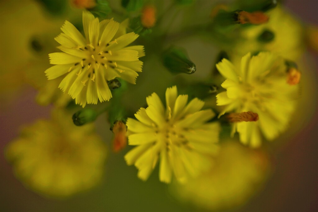 春待草。。。！