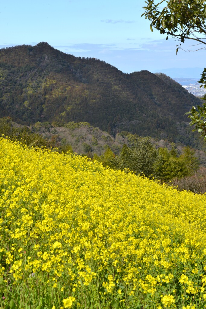 春爛漫．．黄色い丘　⑤。。。！