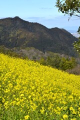 春爛漫．．黄色い丘　⑤。。。！