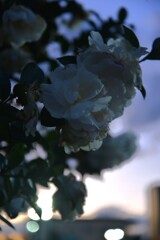 悲しげに白椿　④。。。！