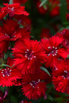 情熱を漂わせ。。。！