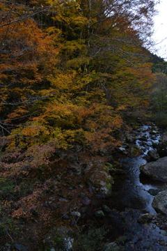 雑木林の紅葉　①。。。！