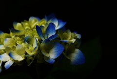 紫陽花の悲しみは　③。。。！