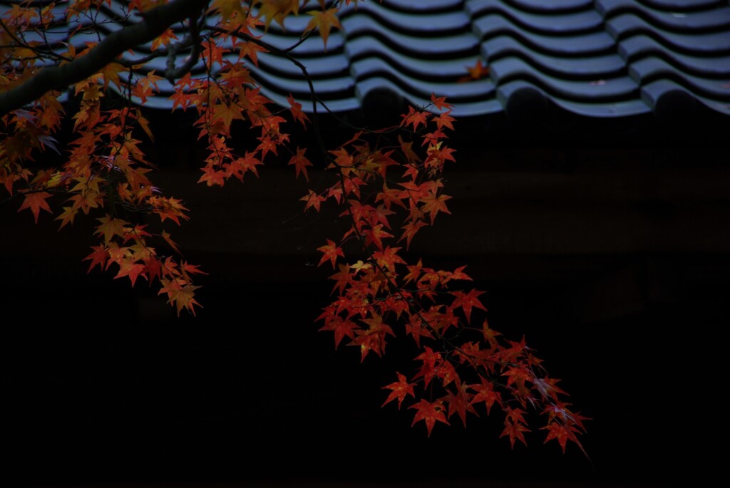 I五百羅漢と刹那の秋　④。。。！