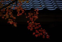 I五百羅漢と刹那の秋　④。。。！