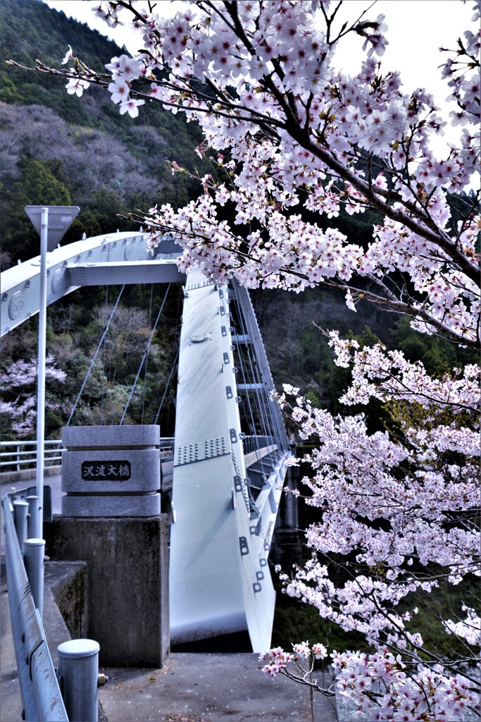 Sakura 　Highway　②。。。！