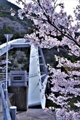 Sakura 　Highway　②。。。！