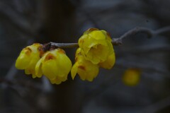 春一番がやって来た　②。。。！