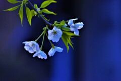 心洗さくら。。。！