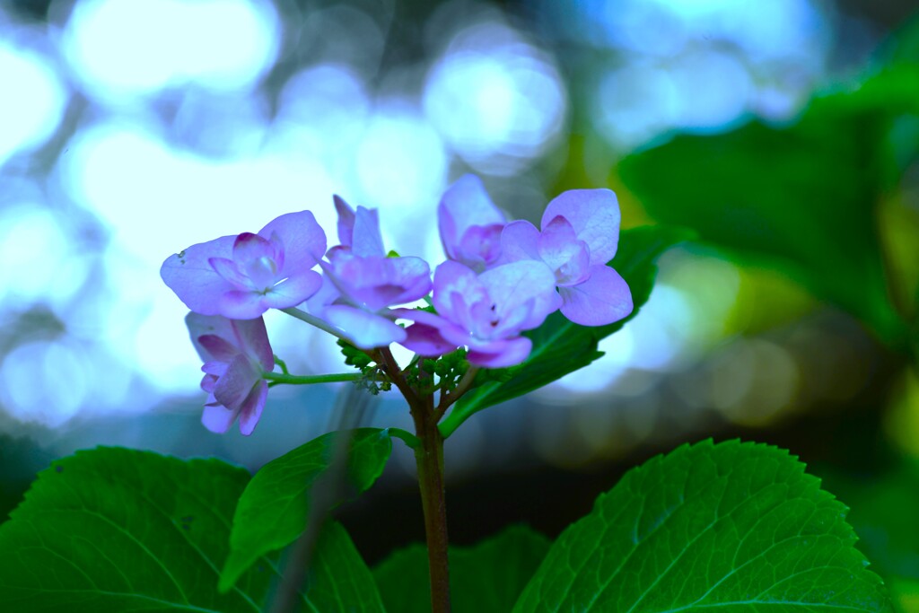 ピンクの紫陽花　➂。。。！