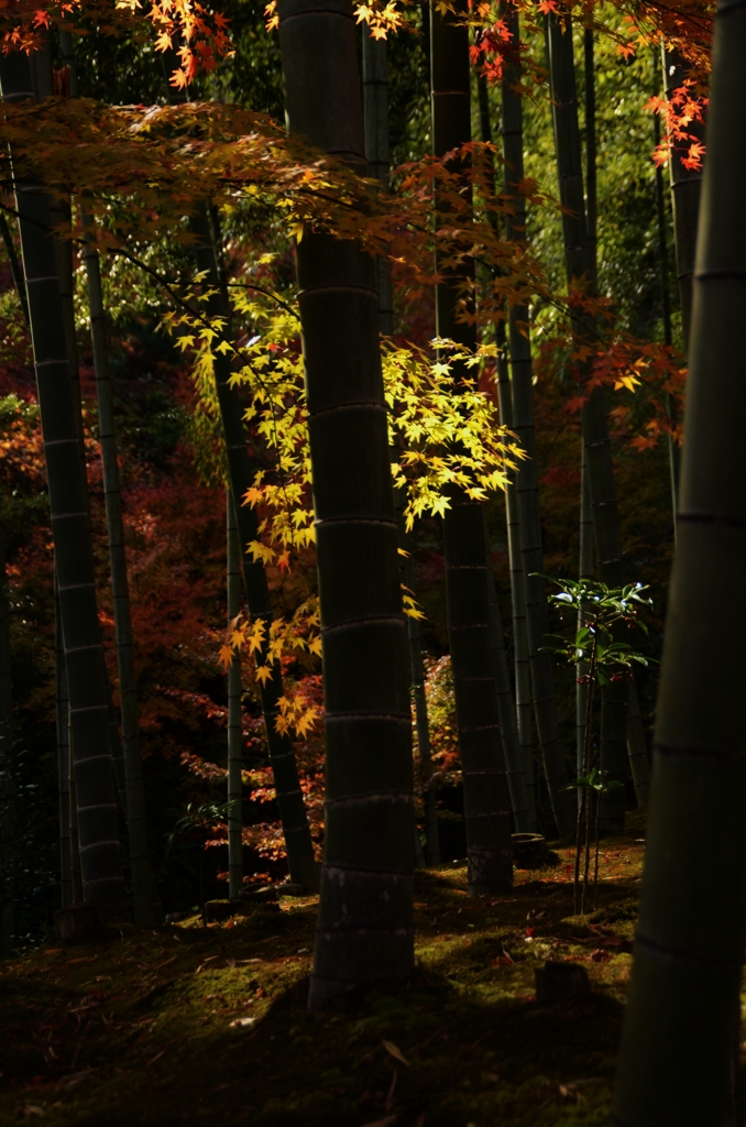 竹林と紅葉。。。！