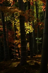 竹林と紅葉。。。！
