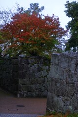 雨の城山　④。。。！