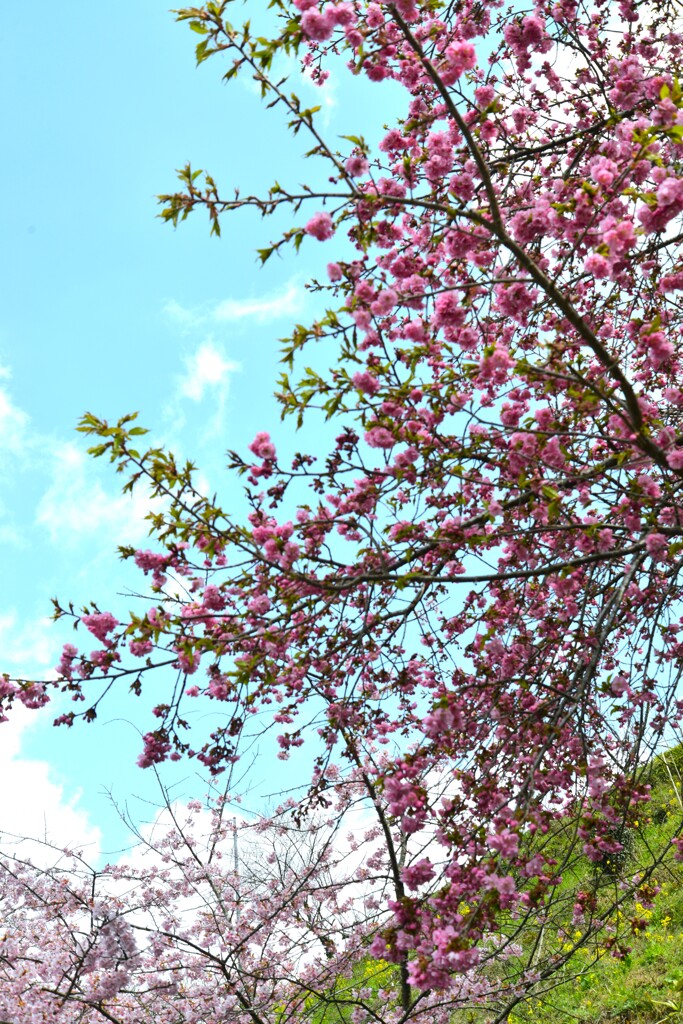 駐車場に春が来た　➁。。。！