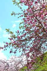 駐車場に春が来た　➁。。。！