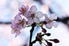 瀬戸に春来たる　①。。。！