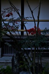 錦絵の古都【等持院編】　⑤