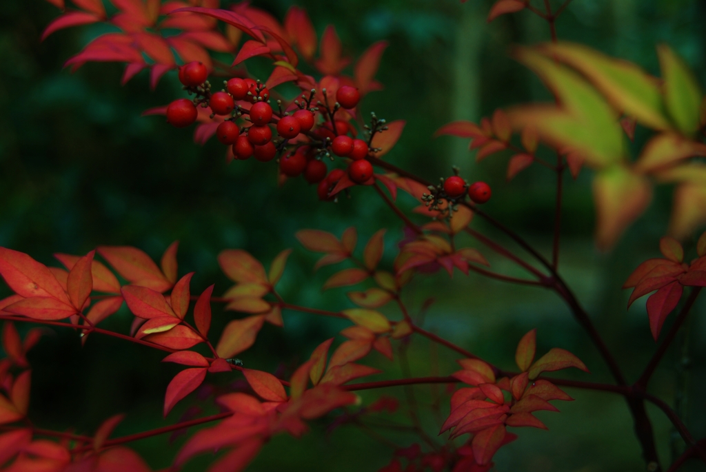 可愛い、小粒。。。！