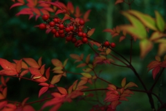 可愛い、小粒。。。！