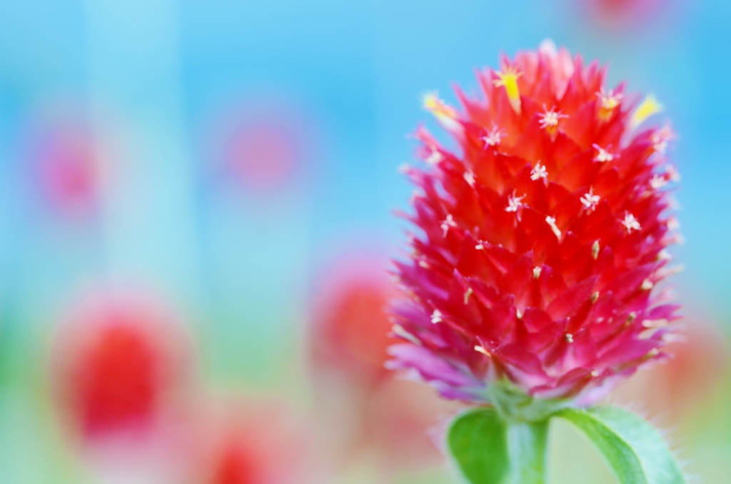 秋の花園　④　。。。！