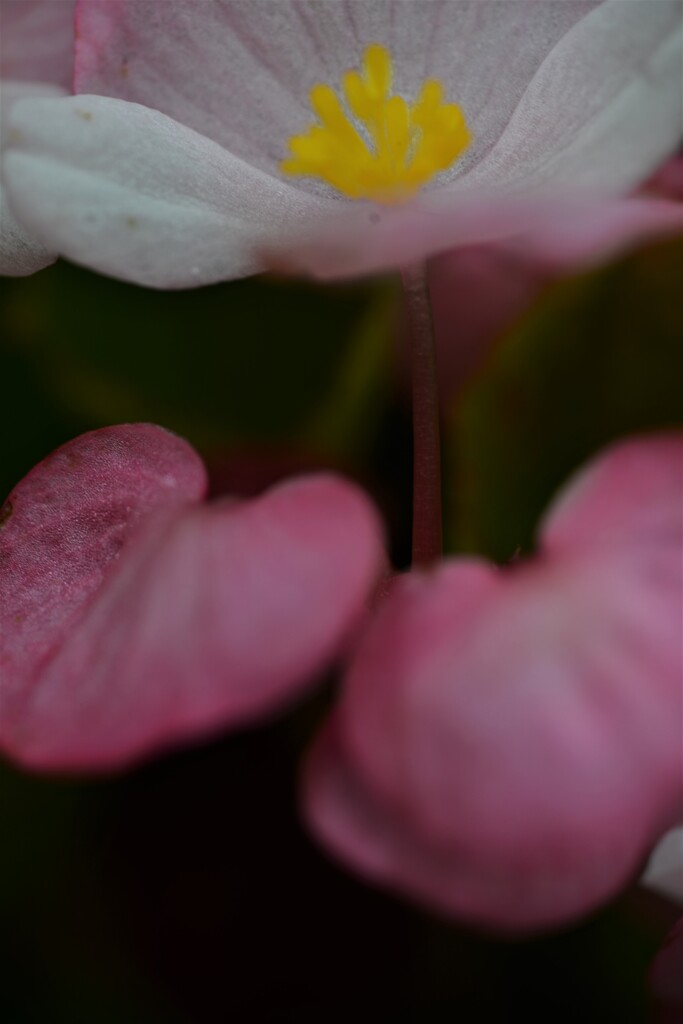 夏の華歌　④。。。！