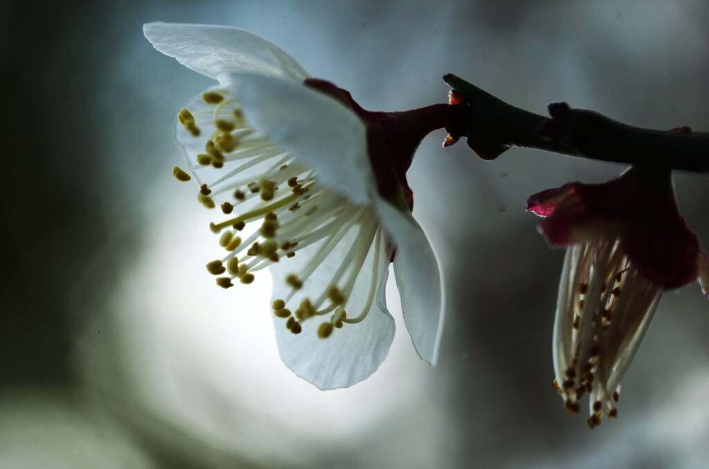 神聖なる花　➁。。。！