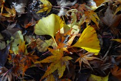 good-byeもみじ彩　④。。。！