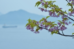 瀬戸内海に春が来た　①。。。！