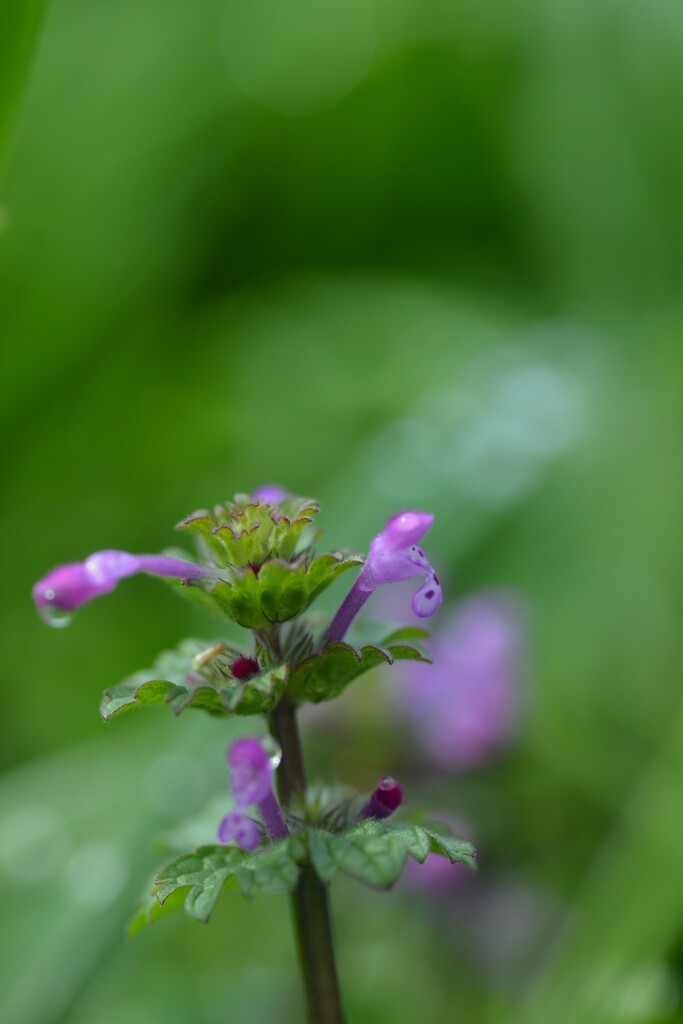 七折梅林．．野花たち　⑥。。。！
