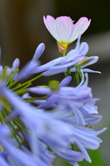 ラッパ吹きの恋　➂。。。！