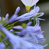ラッパ吹きの恋　➂。。。！
