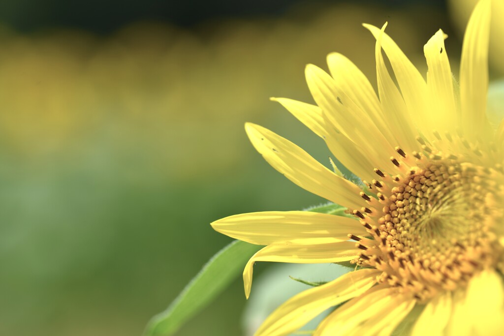 この夏．．ひまわりの詩　②。。。！