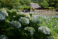 紫陽花と花菖蒲池。。。！