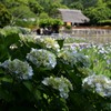 紫陽花と花菖蒲池。。。！