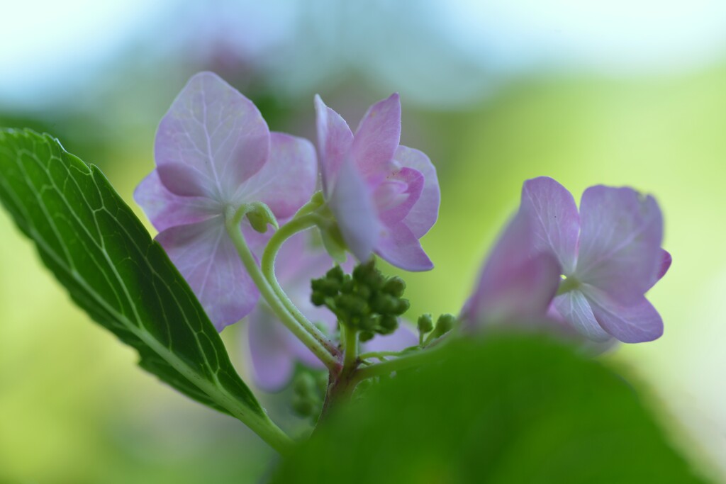 ピンクの紫陽花　②。。。！