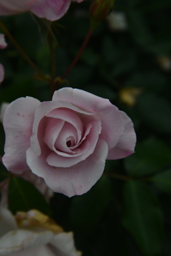 華麗な秋薔薇の日々　➁。。。！