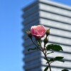 秋．．薔薇の日々　➂。。。！