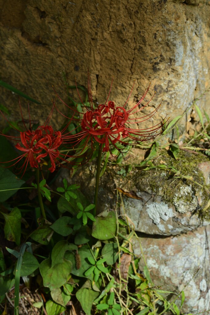 土塀沿いに咲く　④。。。！