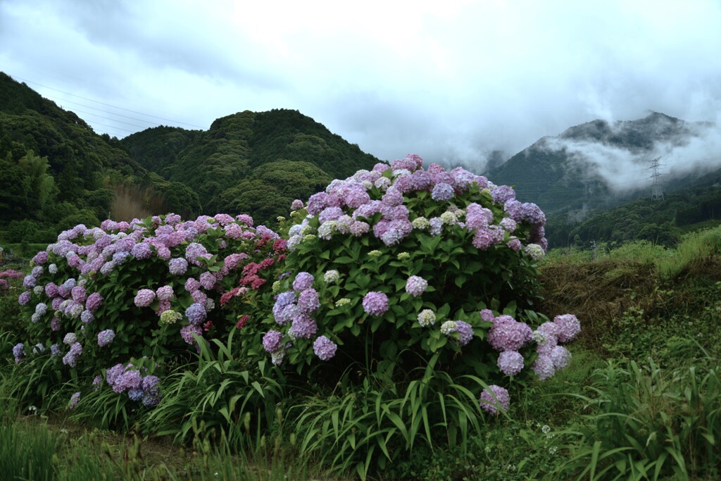 雨上がり　①。。。！