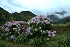 雨上がり　①。。。！
