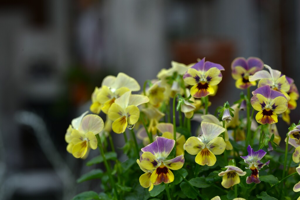 秋の花壇　②。。。！