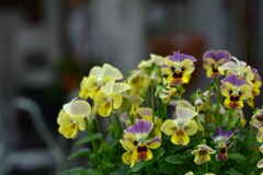 秋の花壇　②。。。！