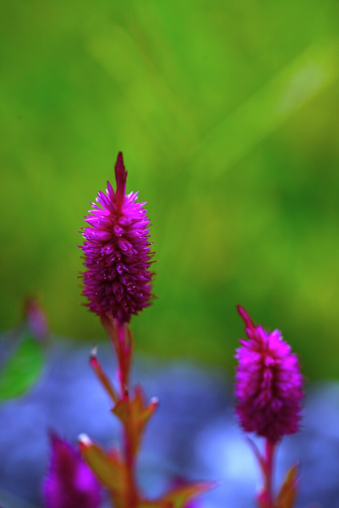 赤いぼんぼり。。。！